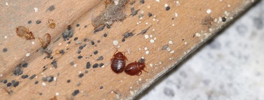 Top 5 Tips for Preventing Bed Bugs