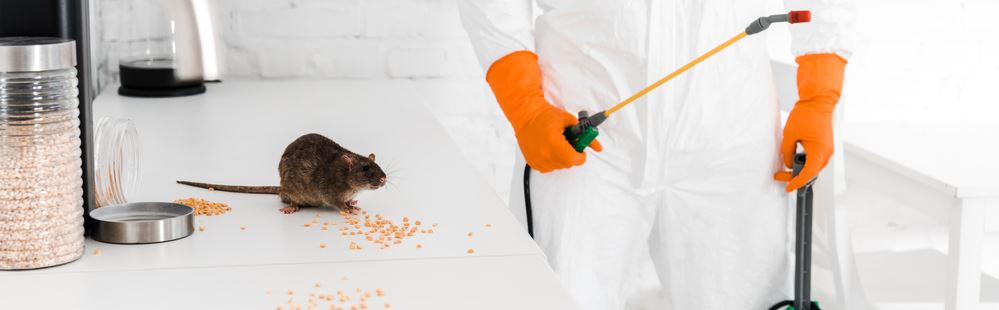 5 Signs You Need Professional Pest Control Services